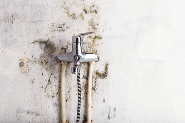 Best Home Mold Removal  in Fruitport, MI