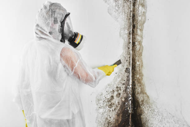 Best Mold Remediation  in Fruitport, MI