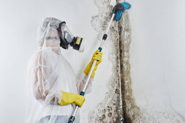 Best Fast Mold Removal  in Fruitport, MI