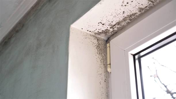 Best Office Mold Removal Services  in Fruitport, MI