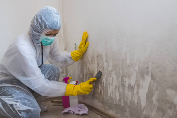 Best Affordable Mold Removal  in Fruitport, MI