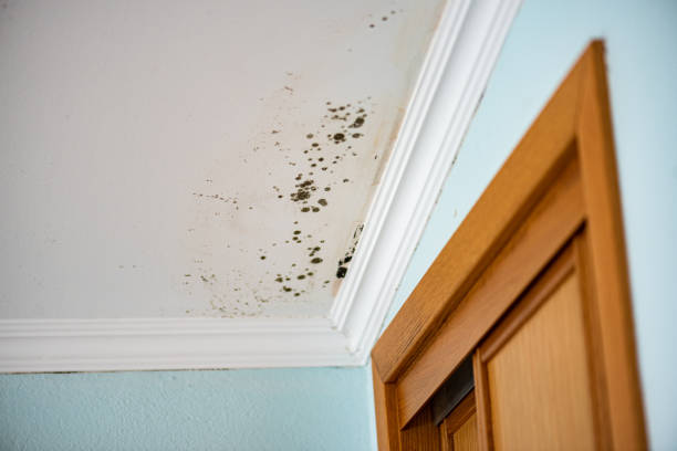 Best Office Mold Removal Services  in Fruitport, MI