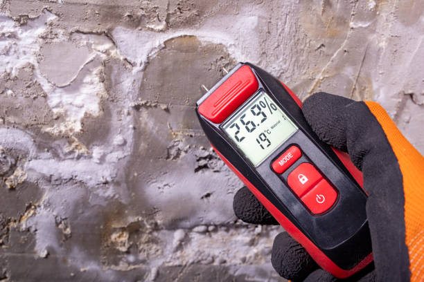 Best Commercial Mold Removal  in Fruitport, MI