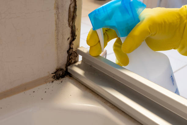 Best Emergency Mold Removal  in Fruitport, MI