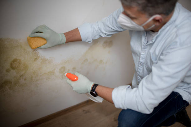 Best Mold Testing  in Fruitport, MI