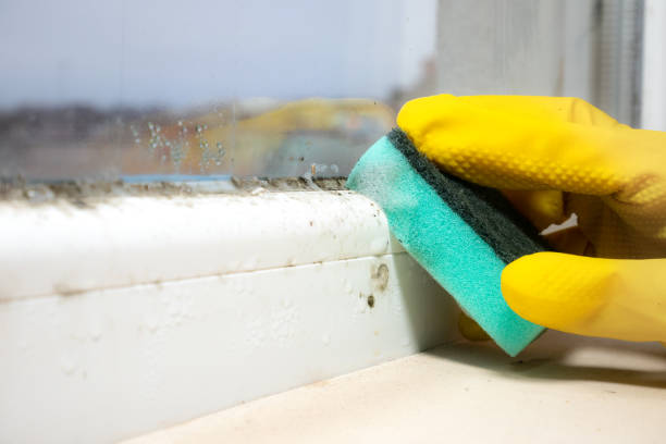 Best Toxic Mold Removal  in Fruitport, MI