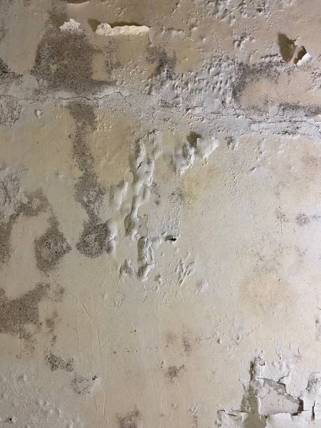 Best Crawl Space Mold Removal  in Fruitport, MI