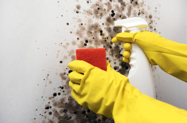 Best Best Mold Removal Companies  in Fruitport, MI