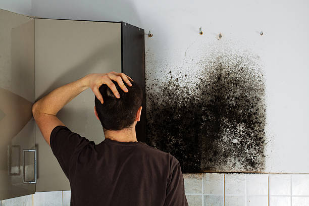 Best Mold Testing and Removal  in Fruitport, MI