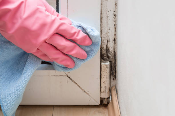 Best Residential Mold Removal  in Fruitport, MI