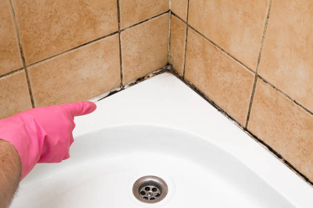 Best Mold Cleaning Services  in Fruitport, MI